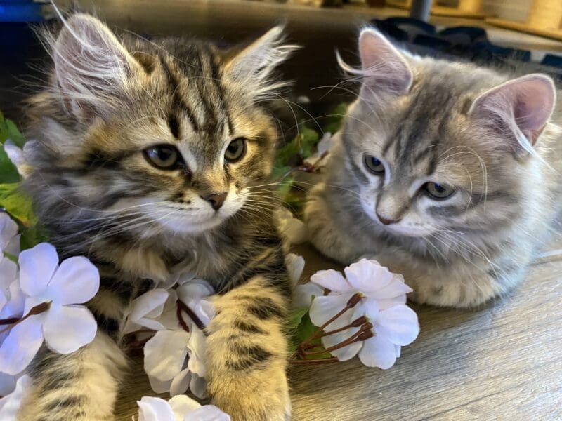 Magnifiques chatons Siberiens