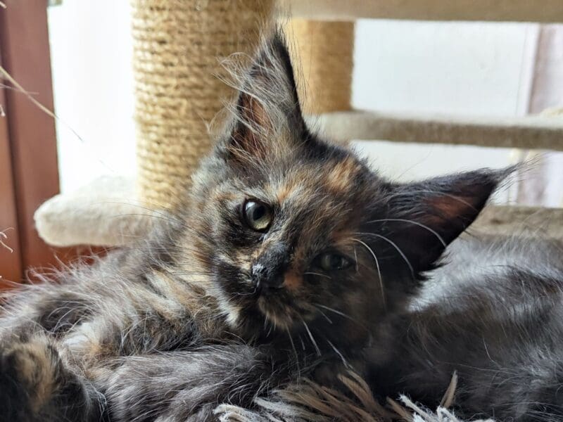 Chaton Maine coon