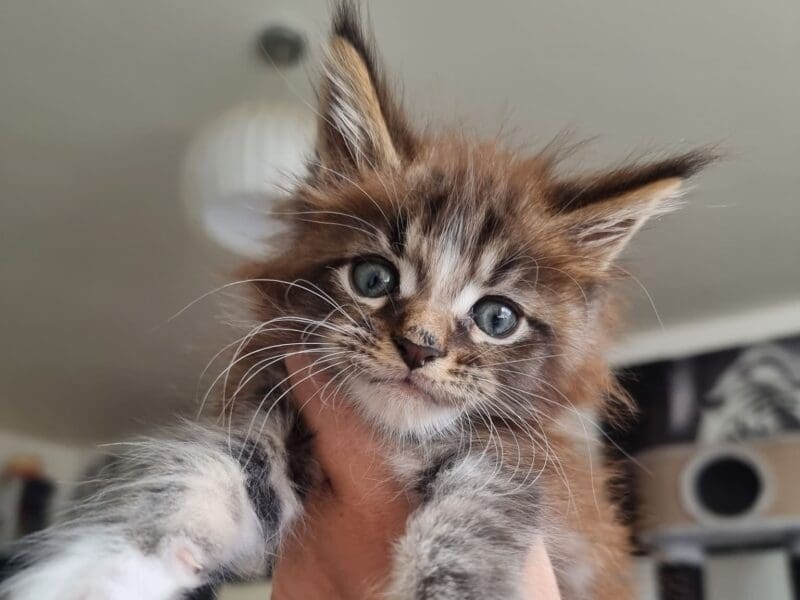 Maine Coon chaton mâle