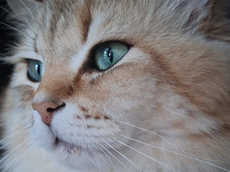 Légend, British Longhair Black Golden Shaded