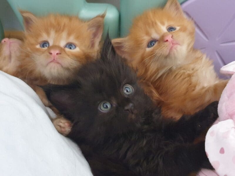 Maine Coon en rouges et noirs