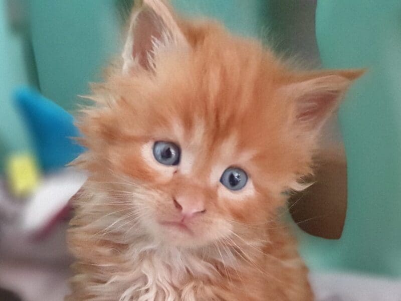 Maine Coon en rouges et noirs