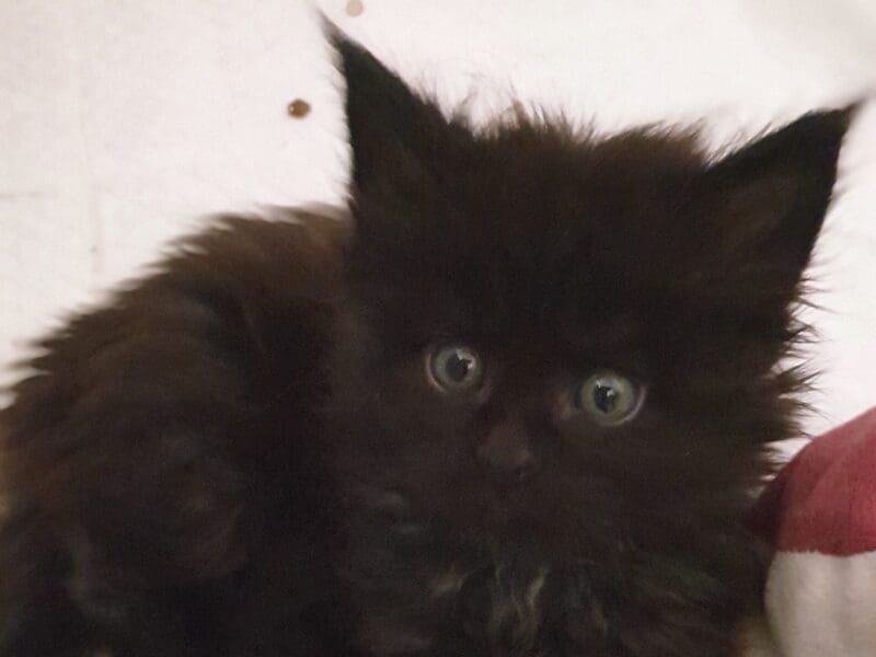 Maine Coon en rouges et noirs