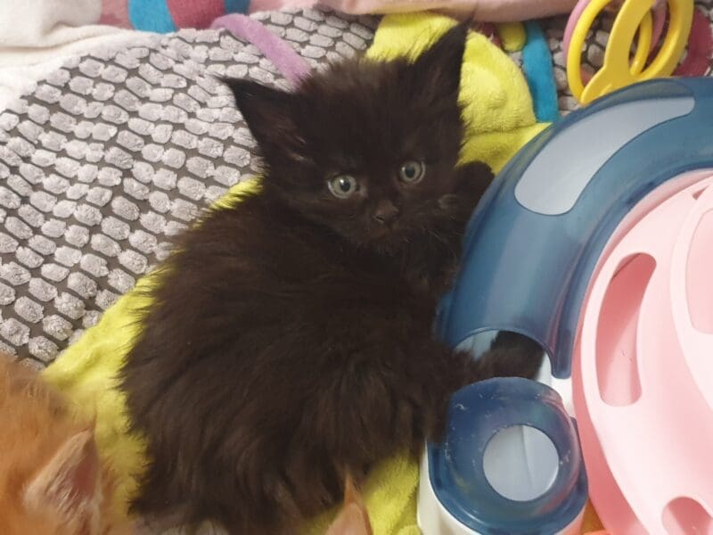 Maine Coon en rouges et noirs