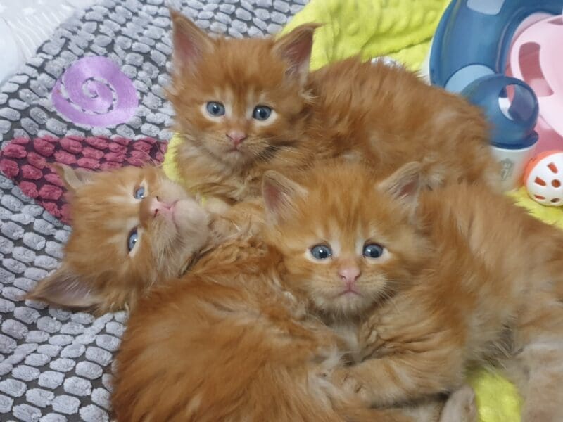 Maine Coon en rouges et noirs