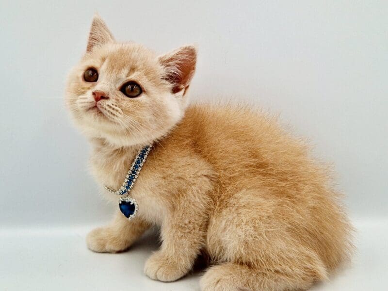 Chatons mâles british shorthair