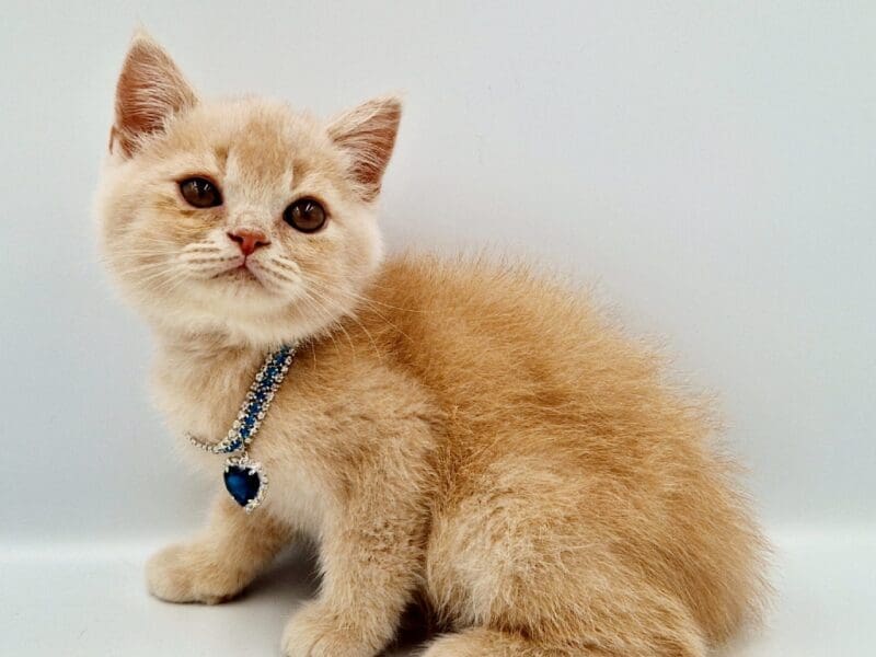 Chatons mâles british shorthair