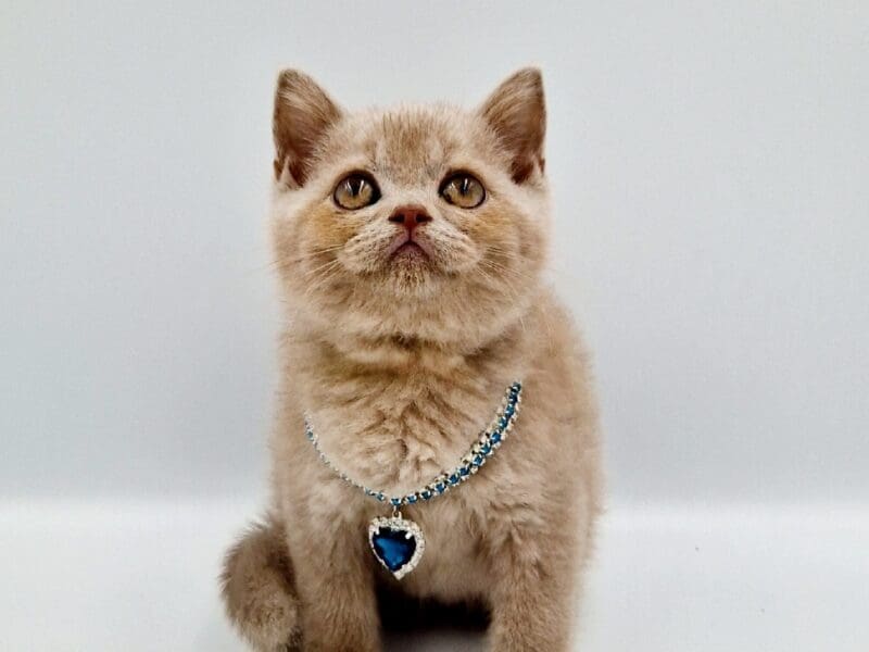 Chatons mâles british shorthair