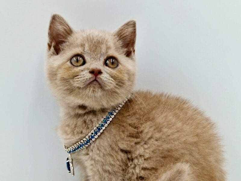 Chatons mâles british shorthair