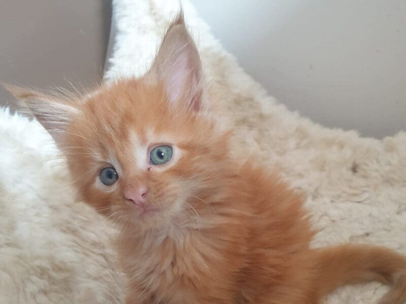 Maine Coon en rouges et noirs