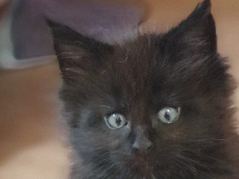 Maine Coon en rouges et noirs