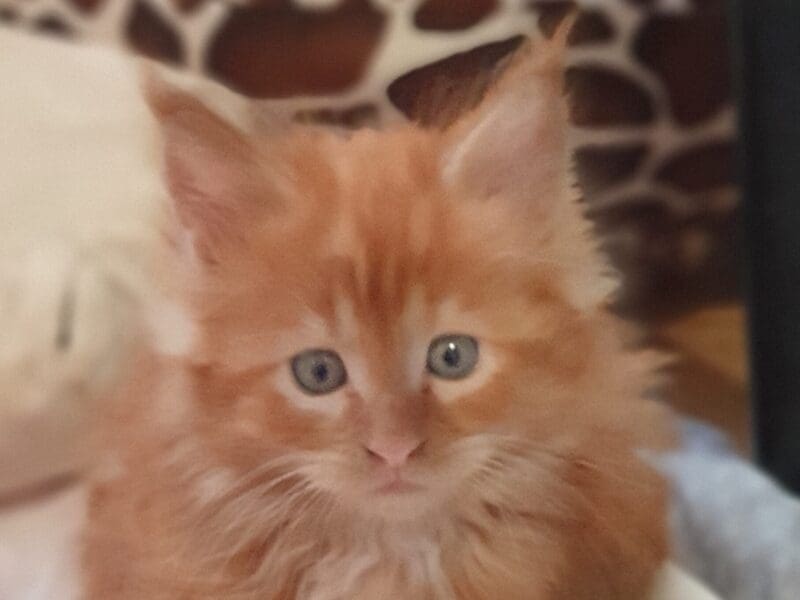 Maine Coon en rouges et noirs