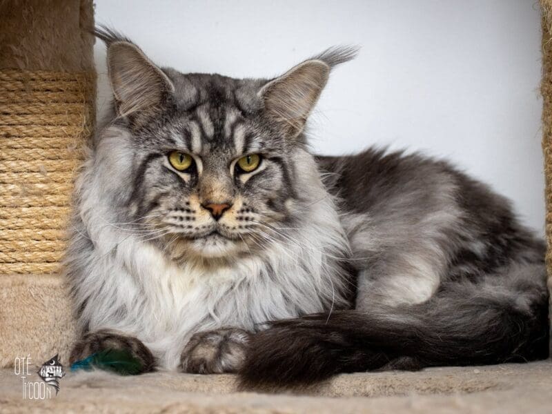 Maloya, chaton femelle maine coon