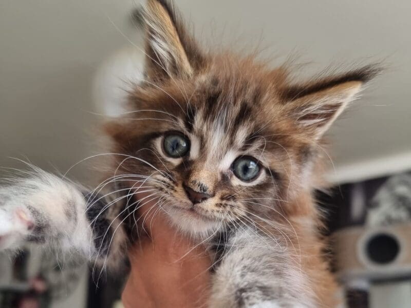 Maine Coon chaton mâle