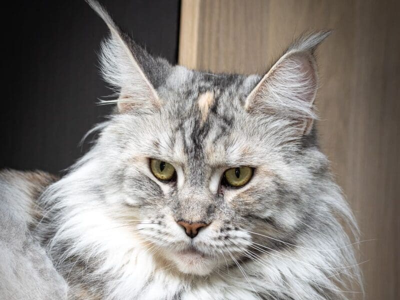 Maloya, chaton femelle maine coon