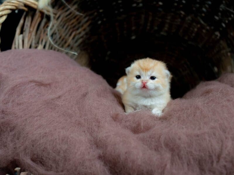 Chatons scottish fold et straight golden