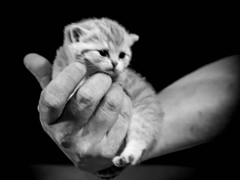 Chatons scottish fold et straight golden