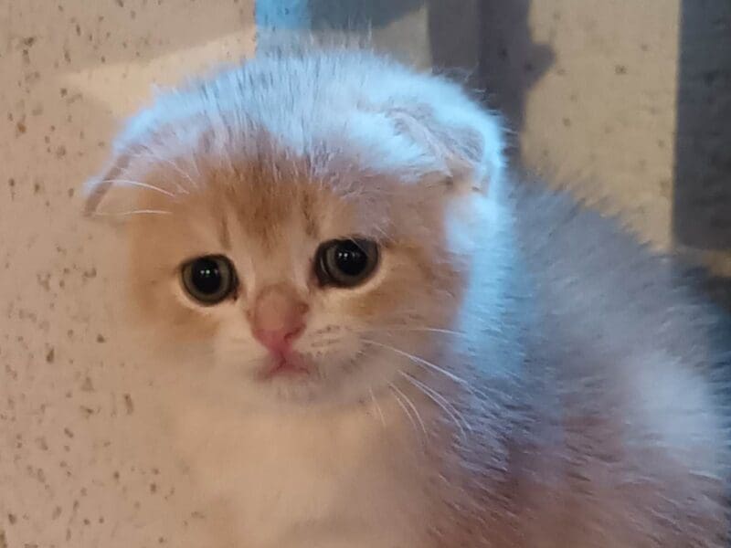 Chatons scottish fold et straight golden