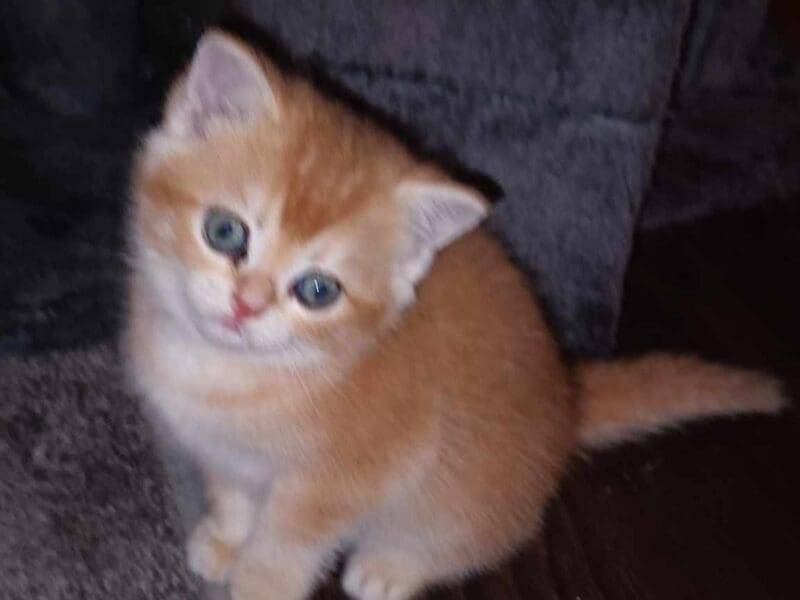 Chatons scottish fold et straight golden