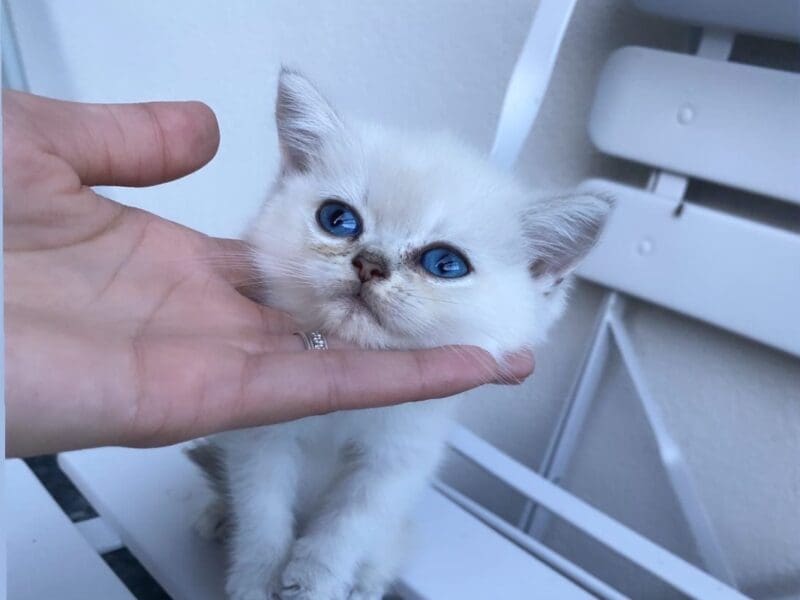 Chatons british shorthair LOOF disponibles