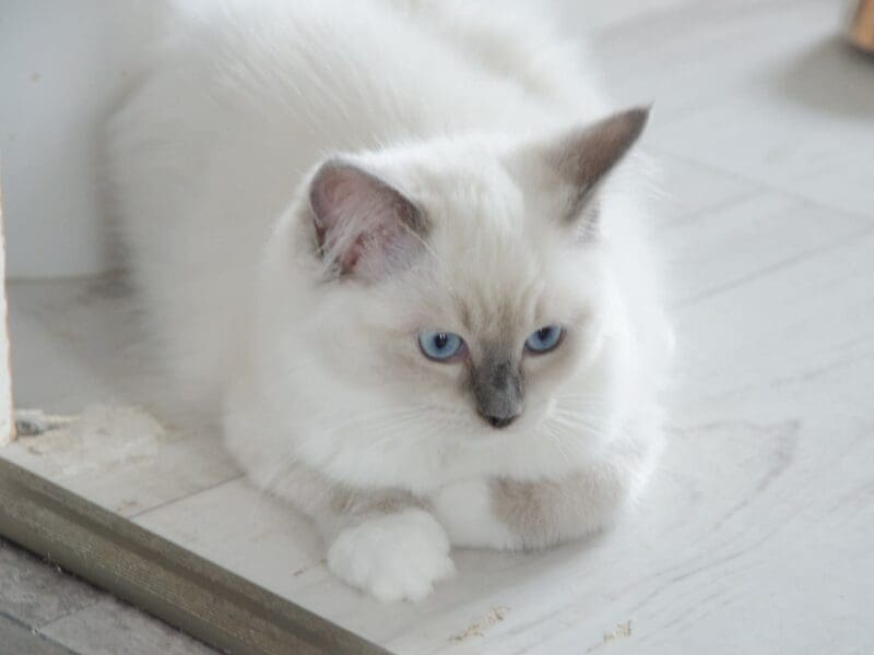 Femelle Ragdoll