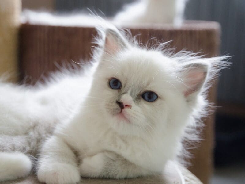 Ragdoll bleu mitted