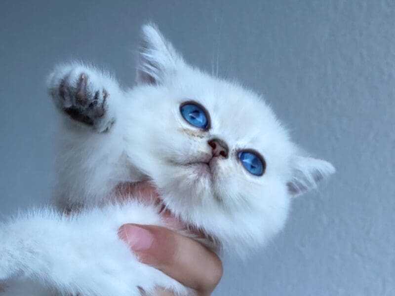 Chatons british shorthair LOOF disponibles