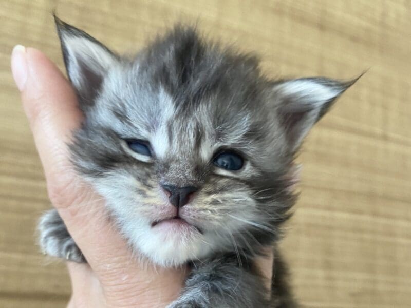 Maine coon loof