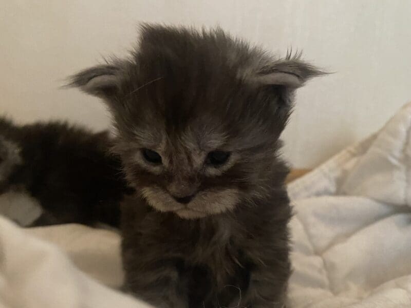 Maine coon loof