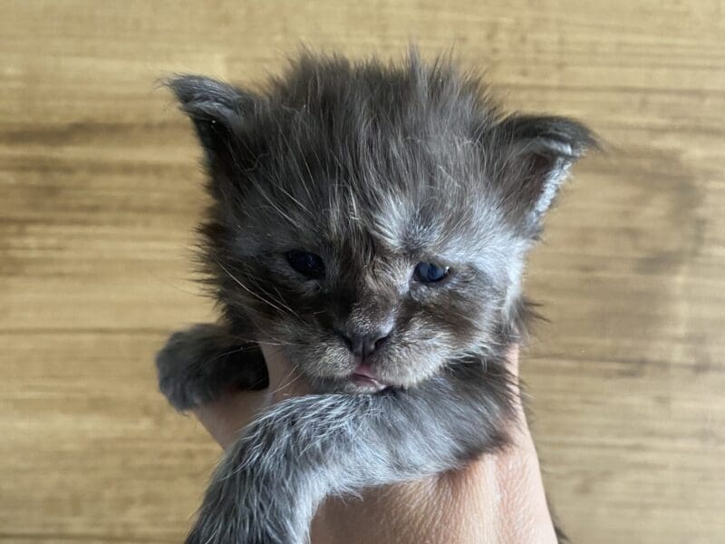 Maine coon loof