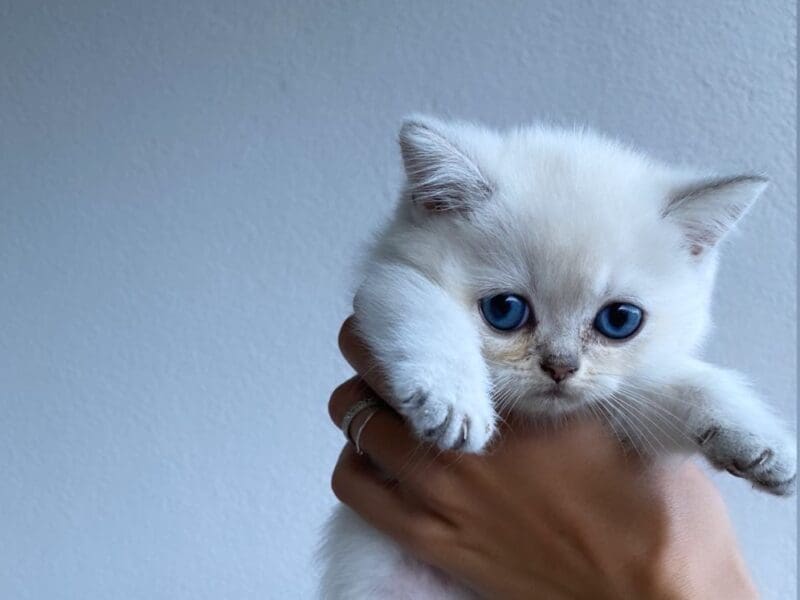 Chatons british shorthair LOOF disponibles