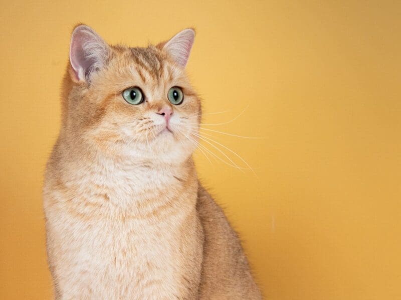 Chatons scottish fold et straight golden