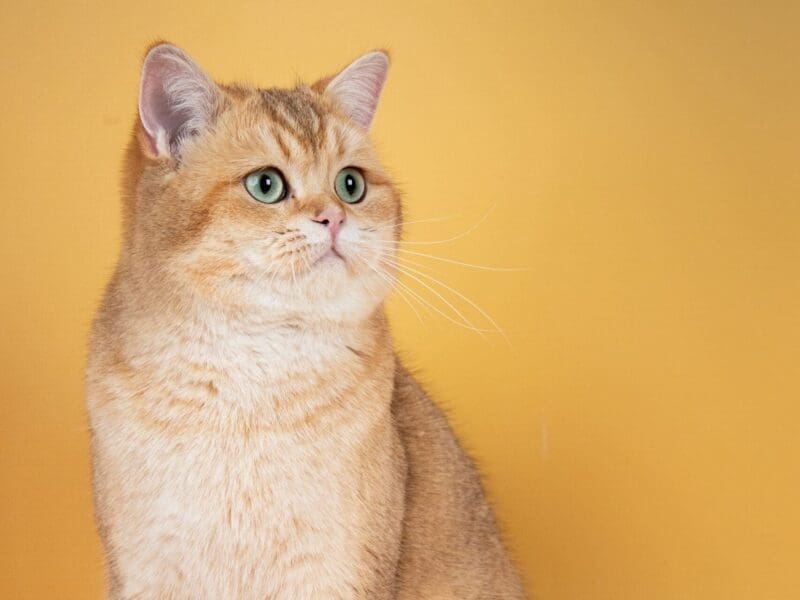 Chatons scottish fold et straight golden