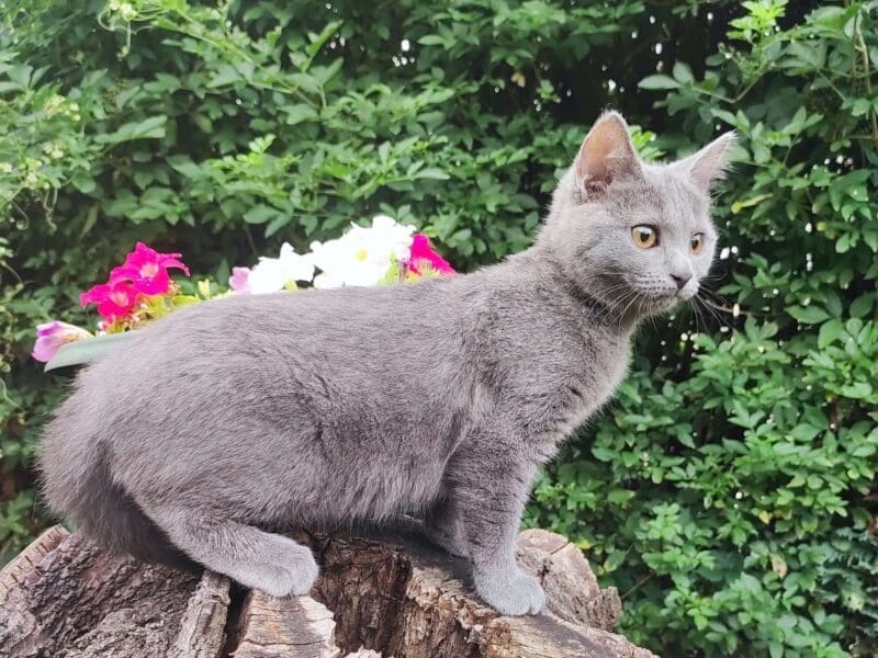Chaton femelle chartreux