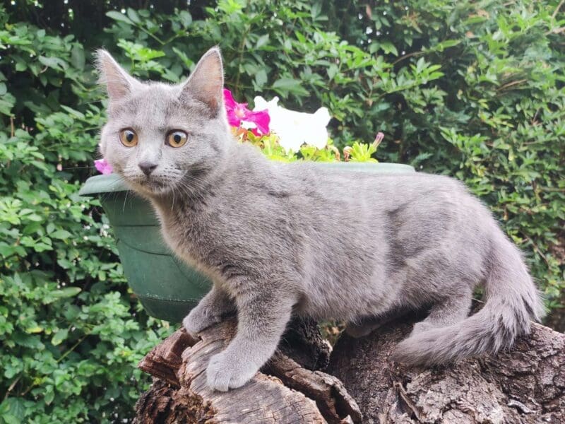 Chaton femelle chartreux