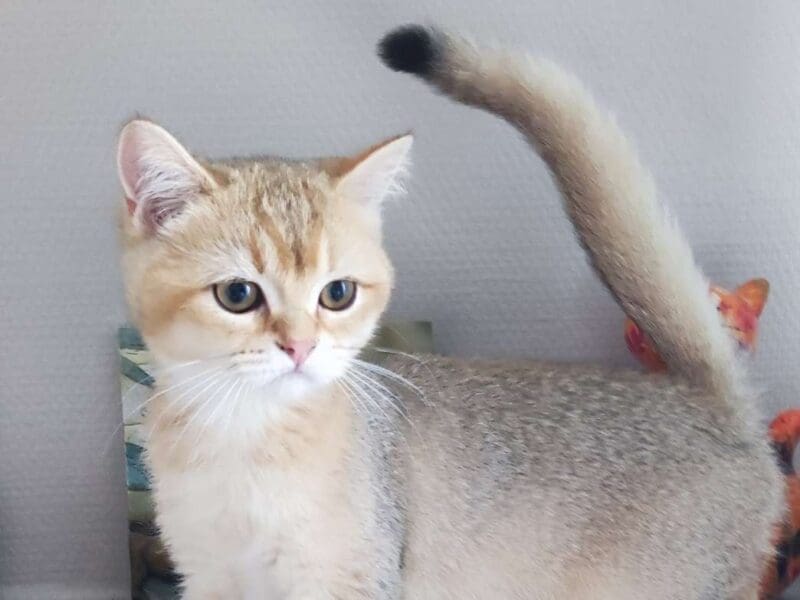 Chatons british shorthair golden