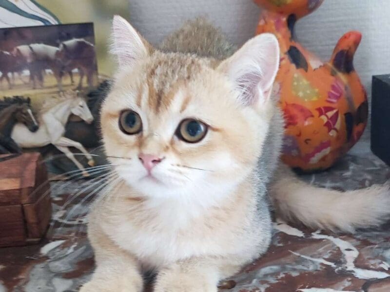 Chatons british shorthair golden