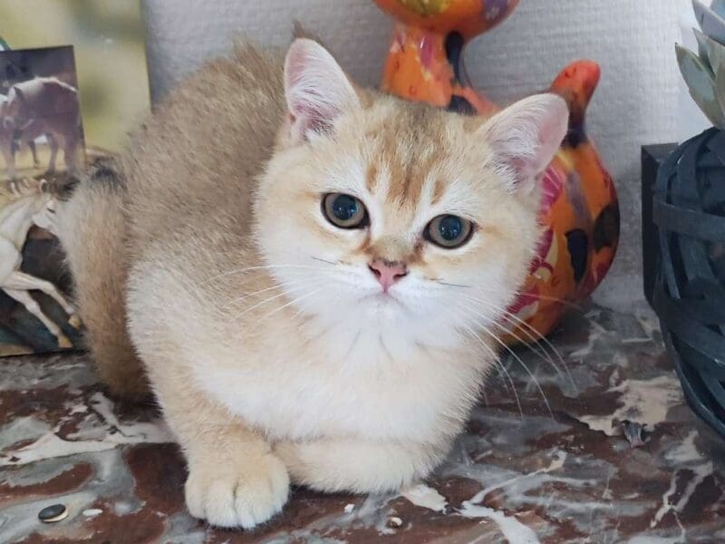 Chatons british shorthair golden