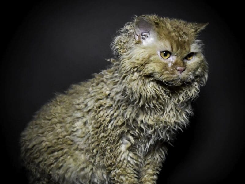 Selkirk Rex Homozygote