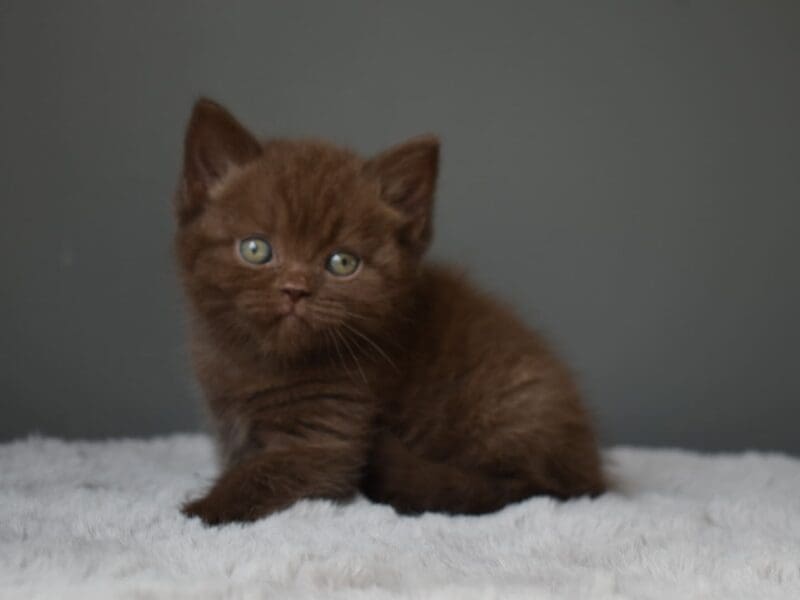 Chatons british shorthair et longhair