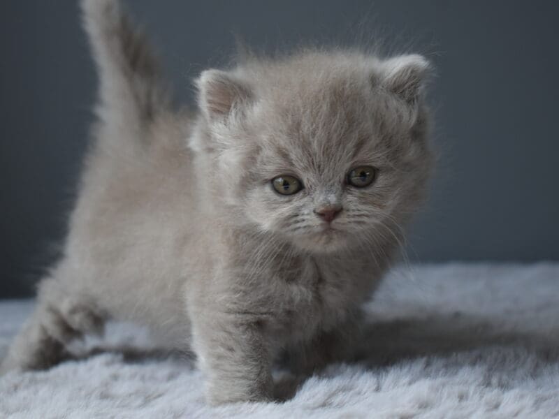 Chatons british shorthair et longhair