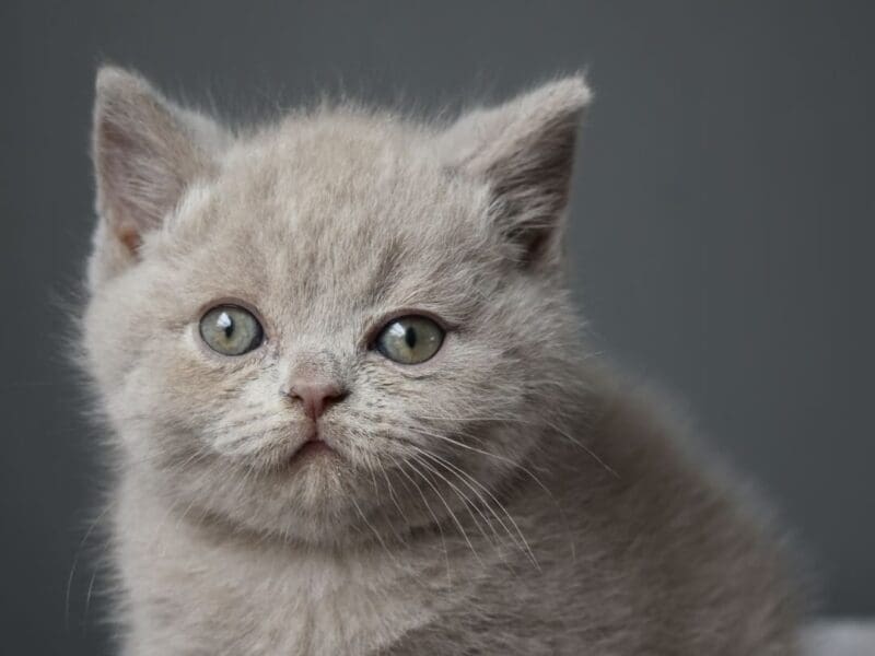 Chatons british shorthair et longhair