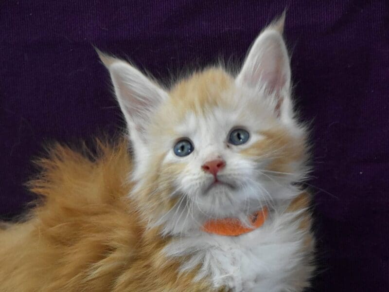 Maine coon polydactyle de souche canadienne