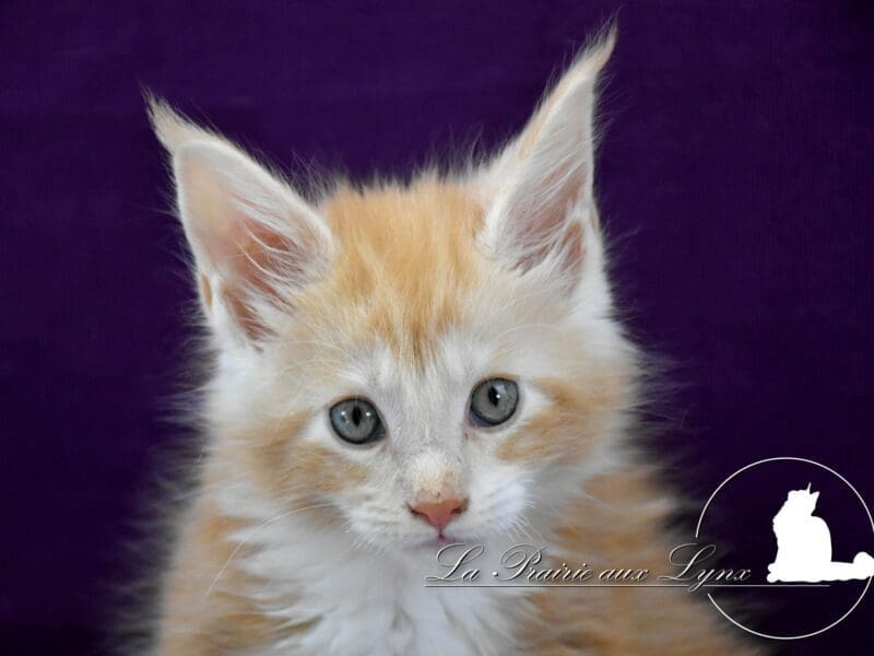 Maine coon polydactyle de souche canadienne