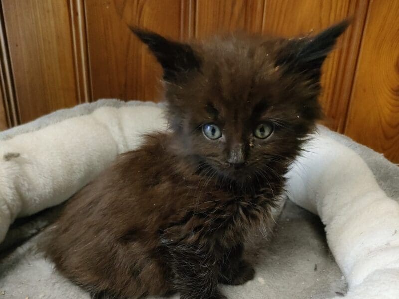 Magnifique chatons Maine Coon