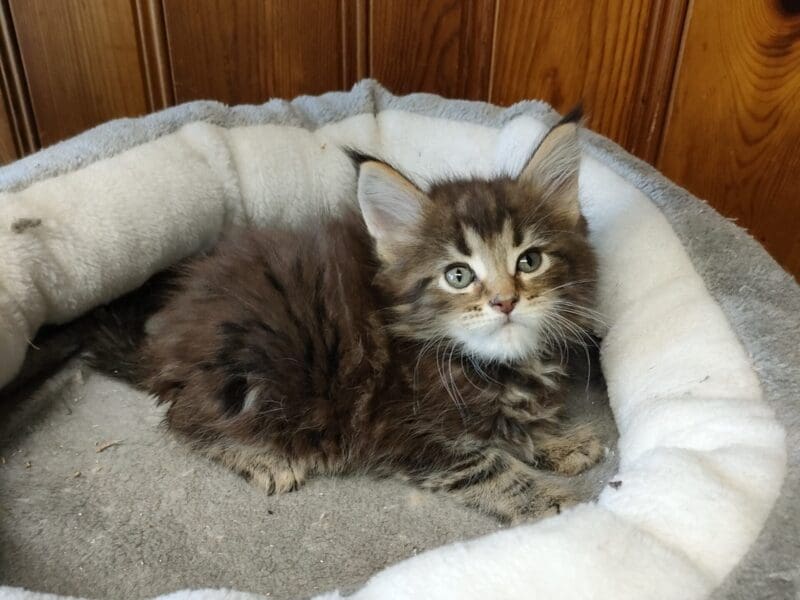 Magnifique chatons Maine Coon