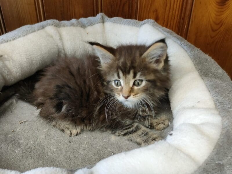 Magnifique chatons Maine Coon