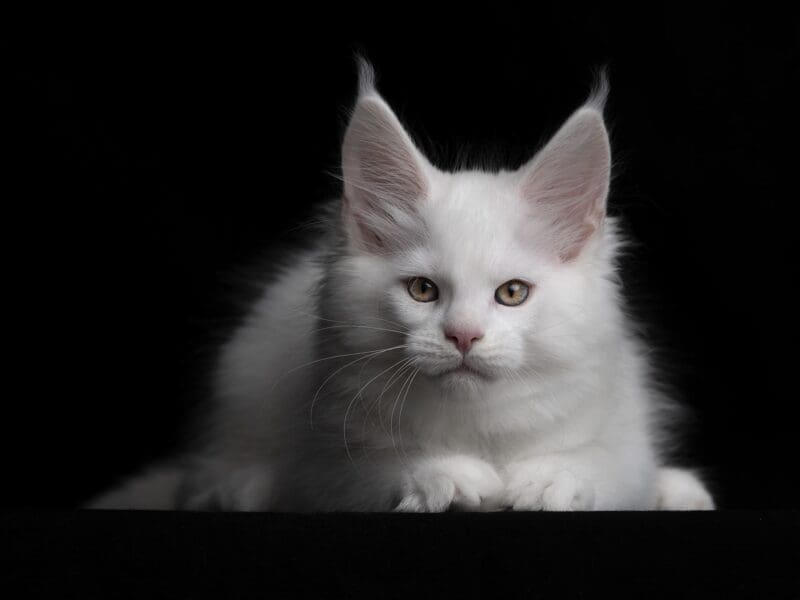 Photographe animalière spécialisée en chats dans le Var et ses environs, studio et lumière naturelle