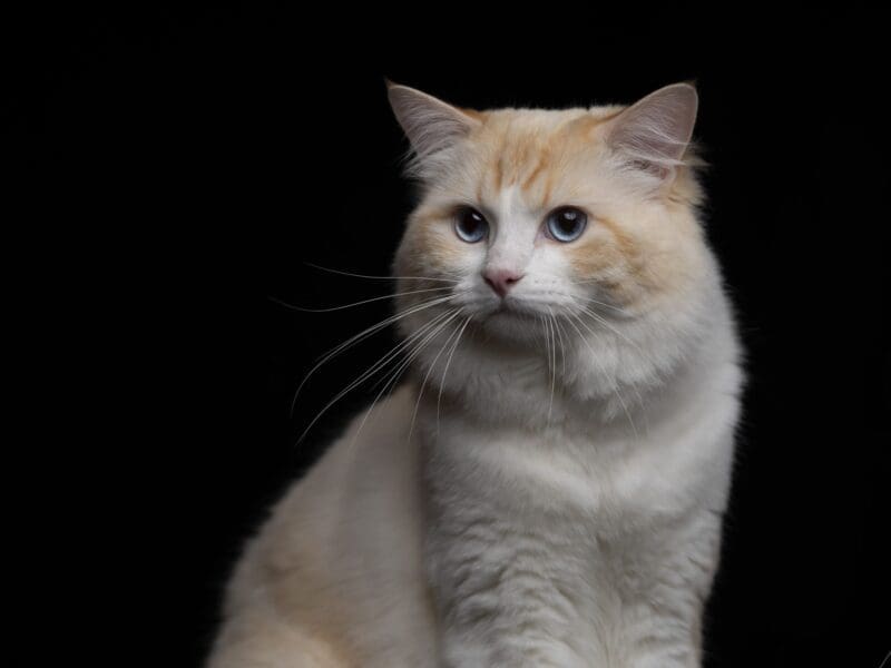 Photographe animalière spécialisée en chats dans le Var et ses environs, studio et lumière naturelle