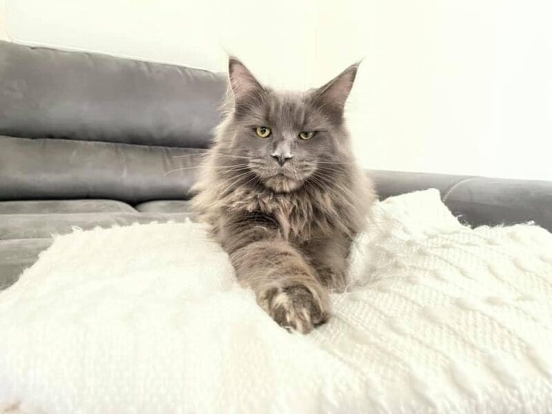 Maine coon